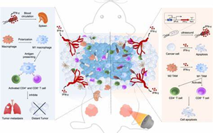 Science子刊：新治療方法促進(jìn)小鼠多能干細(xì)胞的產(chǎn)生