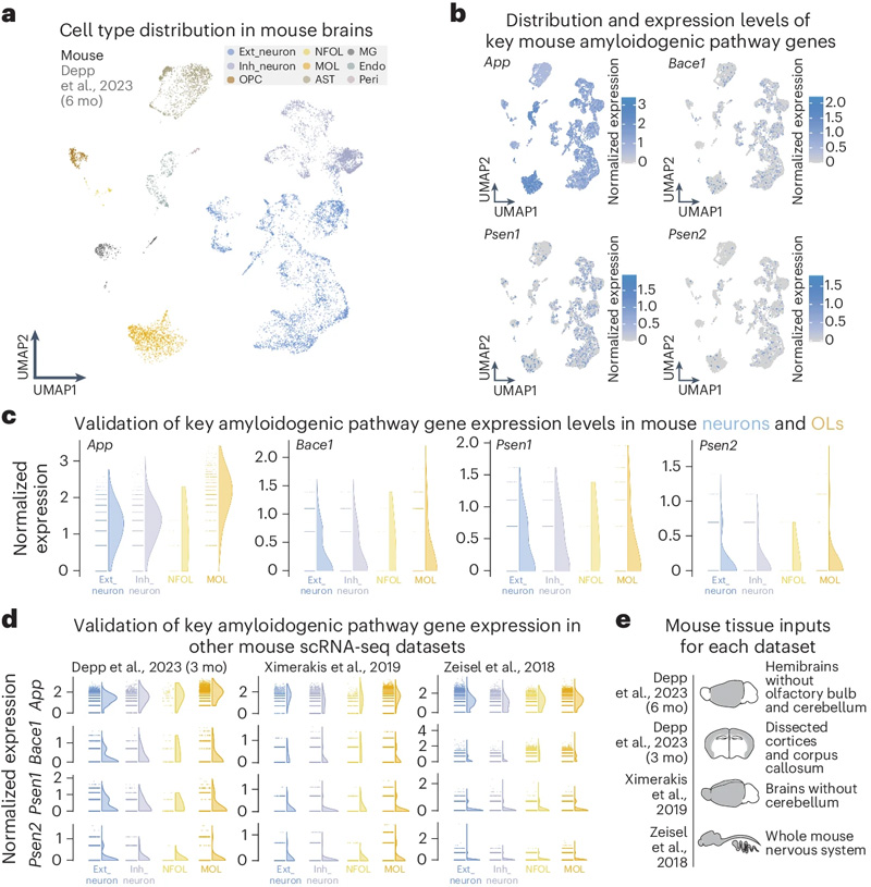通過scRNA-seq和snRNA-seq評估，OLs大量表達(dá)關(guān)鍵的淀粉樣蛋白生成途徑基因