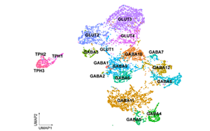 Science：嗎啡緩解疼痛的機(jī)制