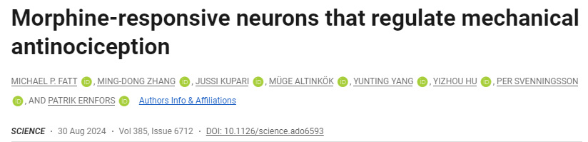 調(diào)節(jié)機械性鎮(zhèn)痛的嗎啡反應(yīng)神經(jīng)元