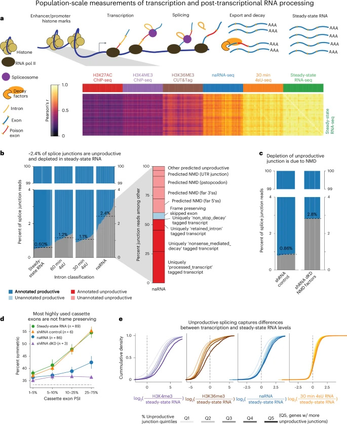 在轉錄之前、期間和之后捕獲的基因組數(shù)據(jù)揭示了NMD亞型的豐富性