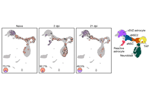 《Nature》表觀遺傳修飾成功將星形膠質細胞重編程為腦干細胞