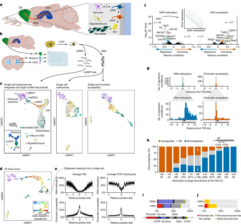 成年NSC譜系的單細胞三組學