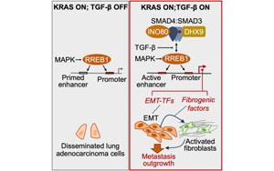 《Cell》新發(fā)現(xiàn)肺癌轉移的關鍵信號通路