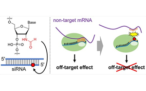 一種新化學修飾可以減少siRNA藥物的脫靶效應