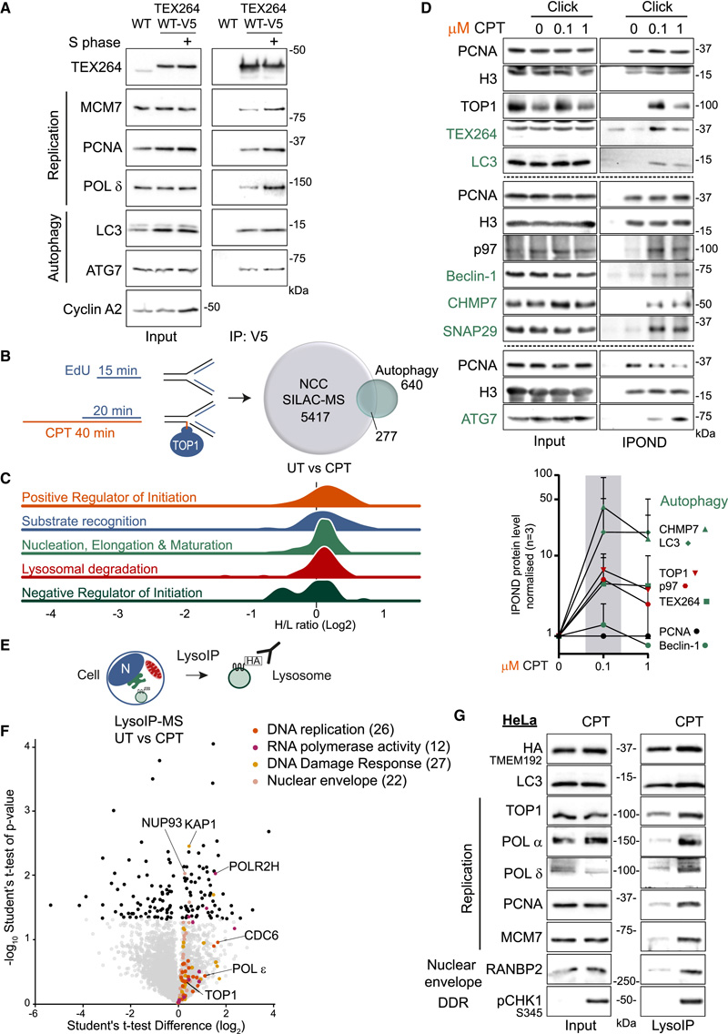 促進(jìn)DNA修復(fù)和細(xì)胞存活
CPT治療后自噬和DNA復(fù)制之間的串?dāng)_