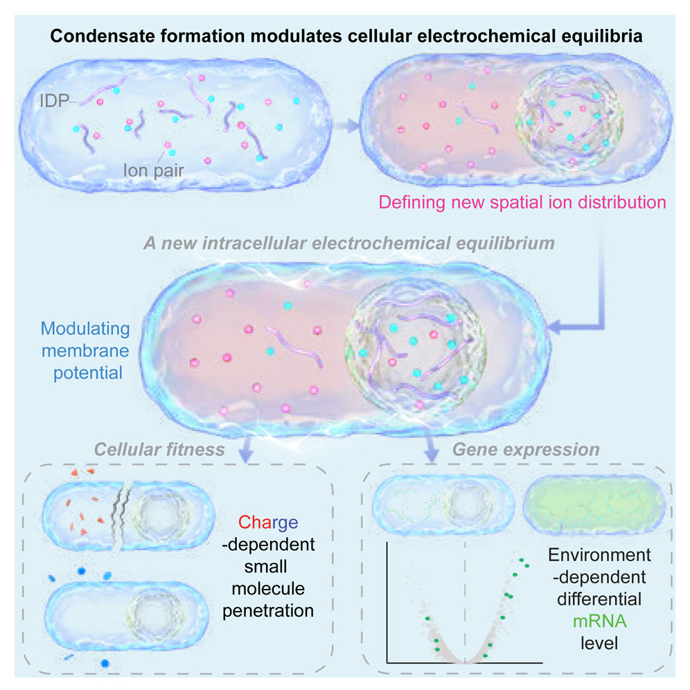凝聚物調(diào)節(jié)細胞質(zhì)的電化學(xué)平衡