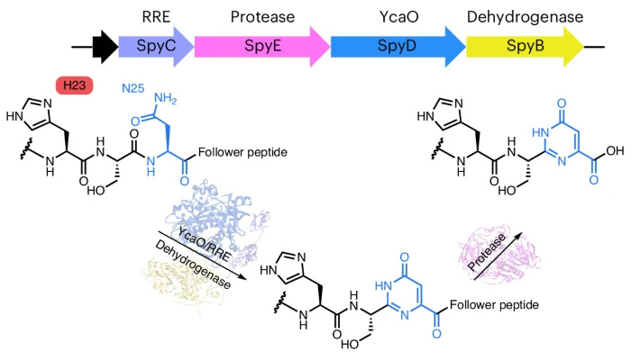 機理研究表明，嘧啶酮的形成是以底物輔助催化的方式發(fā)生的，需要前體中的His殘基激活天冬酰胺進行雜環(huán)化