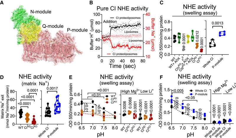 CI是Na+特異性線(xiàn)粒體NHE
