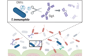 《Science》突破性發(fā)現：腸道細菌操控宿主免疫，科學家揭示IgA降解細菌