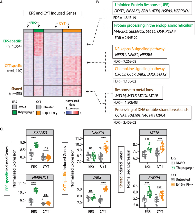 人胰島ER應(yīng)激和細(xì)胞因子反應(yīng)基因的綜合比較圖譜