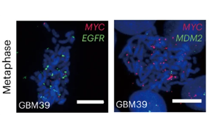 《Nature Biotechnology》新技術(shù)增強了對染色質(zhì)組織的認識