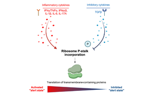 Cell：癌細胞通過改變核糖體來逃避免疫系統(tǒng)