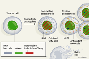 Nature：難怪抗癌“神藥”也救不了腫瘤耐藥！原來是癌細胞改了代謝方式，更愛脂肪酸