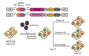 EGFR基因突變，基因編輯技術(shù)揭示癌癥耐藥性途徑