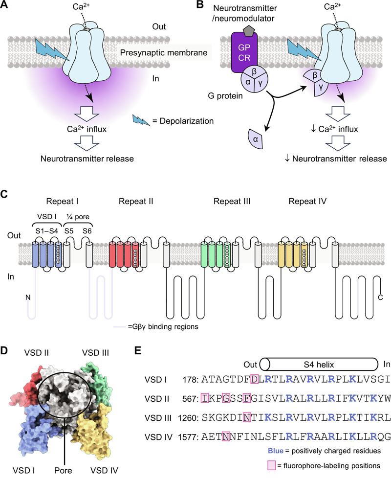 CaV2.2功能、G蛋白抑制和結(jié)構(gòu)