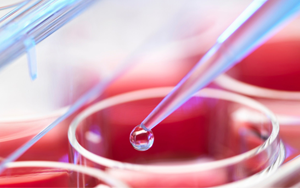 Seebio優(yōu)選無血清細胞培養(yǎng)基原料及常用添加劑