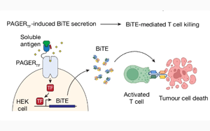 《Nature》控制細(xì)胞行動(dòng)的新技術(shù)