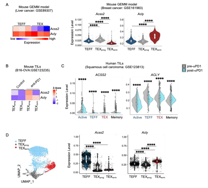 Acss2和Acly在慢性感染和腫瘤CD8+T細(xì)胞中的表達(dá)模式