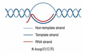 Science：真的沒(méi)想到，RNA:DNA這種特殊“三明治”結(jié)構(gòu)與情緒體驗(yàn)密切相關(guān)