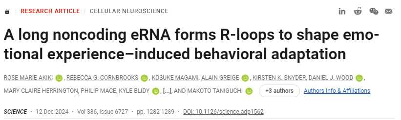 長的非編碼eRNA形成R環(huán)，以塑造情緒體驗誘導的行為適應