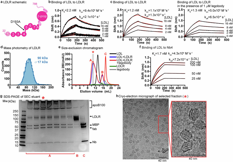 LDL、LDLR和legobody的生化特征