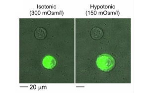 《Nature Biomedical Engineering》疼痛研究新突破：一種更安全、不會上癮的方法