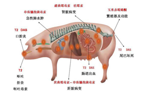 Seebio霉菌毒素生物脫毒一站式解決方案
