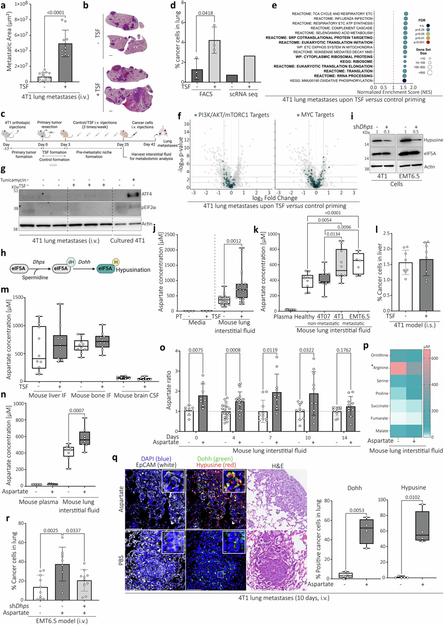 侵襲性肺轉(zhuǎn)移顯示翻譯增加，與經(jīng)典調(diào)節(jié)因子或應激刺激無關(guān)