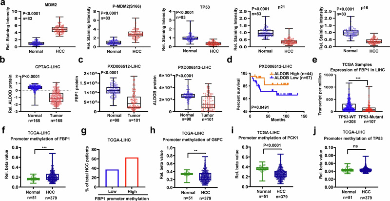 FBP1、ALDOB和TP53在人類(lèi)HCC中下調(diào)