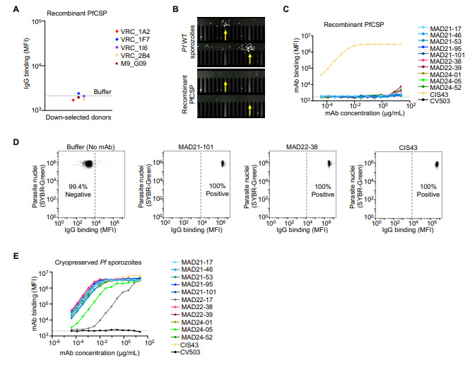 MAD21-101單克隆抗體的結合和功能分析