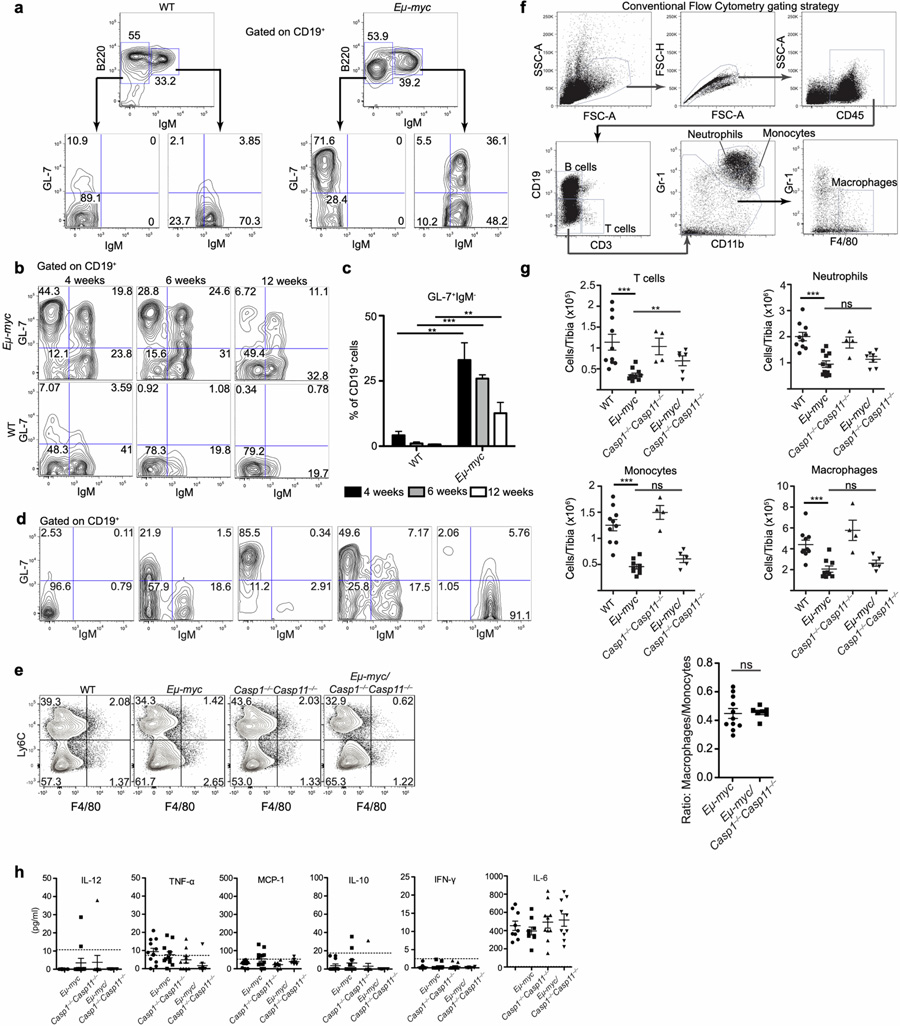 GL-7和IgM表達的分析有助于描述循環(huán)中癌前和惡性Eμ-myc B細胞的特征
