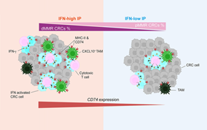 Cancer Cell：蛋白水平預測腸癌免疫治療反應