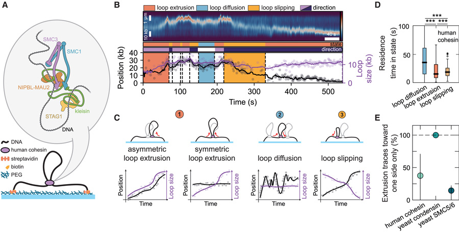 SMC介導(dǎo)的DNA環(huán)擠出過程中穿插著環(huán)擴(kuò)散和環(huán)滑動事件