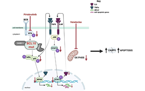 布魯頓酪氨酸激酶抑制使BCL10功能獲得突變體驅動的多藥耐藥DLBCL腫瘤對venetoclax重新敏感