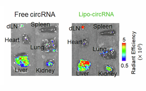 《NBE》小環(huán)狀RNA疫苗：癌癥免疫治療的新曙光