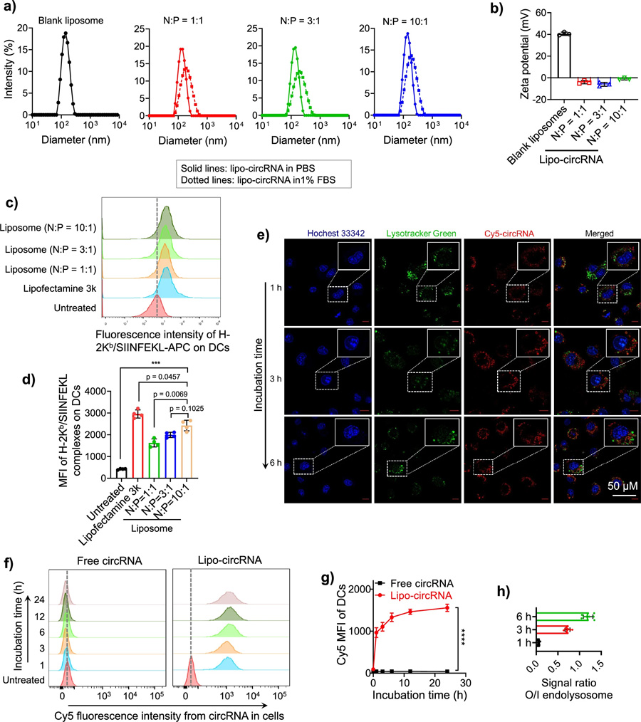 脂質(zhì)體促進DCs中環(huán)狀RNA的遞送和抗原呈遞。