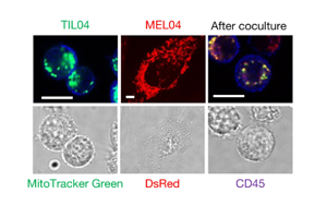 《Nature》在癌細(xì)胞中發(fā)現(xiàn)令人驚訝的新免疫逃避機(jī)制