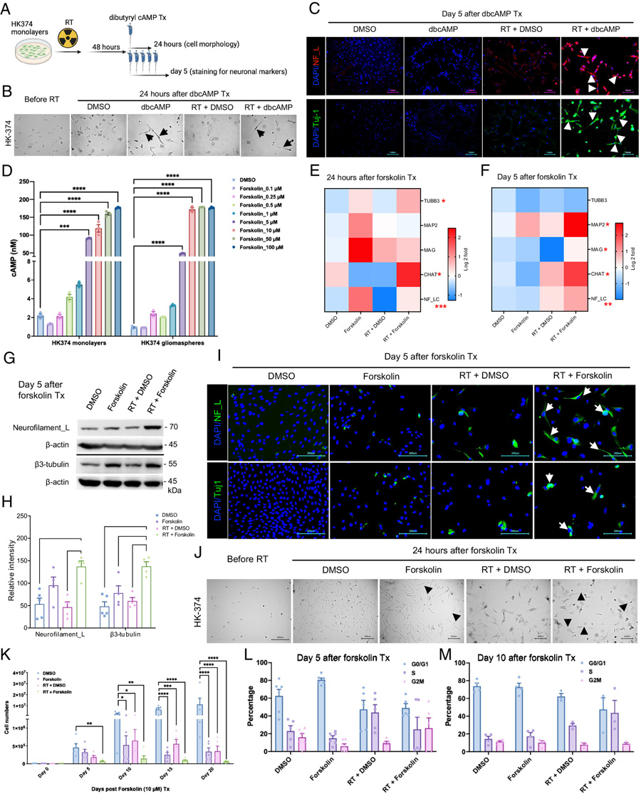 dbcAMP或福斯可林誘導(dǎo)神經(jīng)元標(biāo)記物