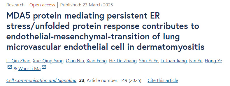 MDA5蛋白介導的持續(xù)性內(nèi)質(zhì)網(wǎng)應激/未折疊蛋白反應促進皮肌炎中肺微血管內(nèi)皮細胞的內(nèi)皮-間質(zhì)轉(zhuǎn)化