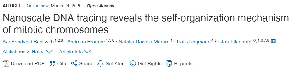 納米級DNA示蹤揭示有絲分裂染色體自組織機(jī)制