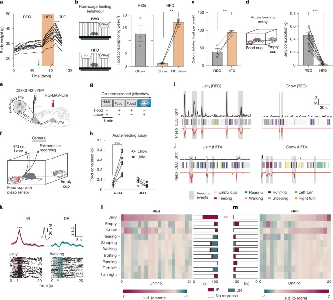 慢性HFD促進(jìn)享樂喂養(yǎng)期間NAcLat→VTA活性的解偶聯(lián)