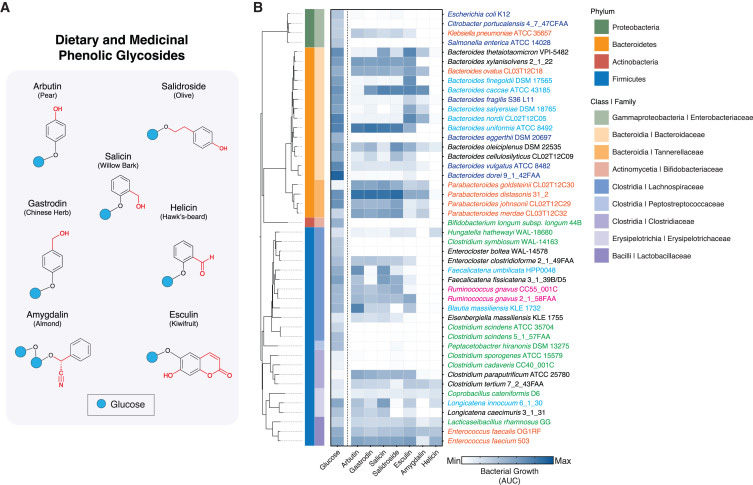 人體腸道微生物對膳食酚苷的利用情況