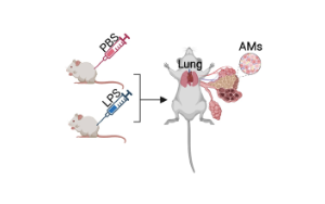 天冬酰胺轉(zhuǎn)運(yùn)體通過(guò)組蛋白磷酸化調(diào)控巨噬細(xì)胞炎癥：炎癥性疾病治療新靶點(diǎn)