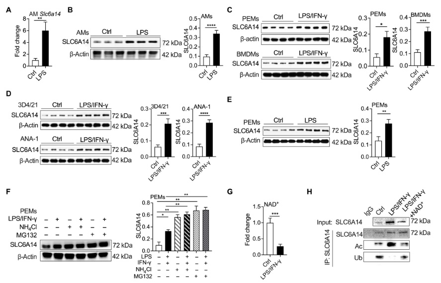 NAD+介導的乙?；龠MSLC6A14的表達