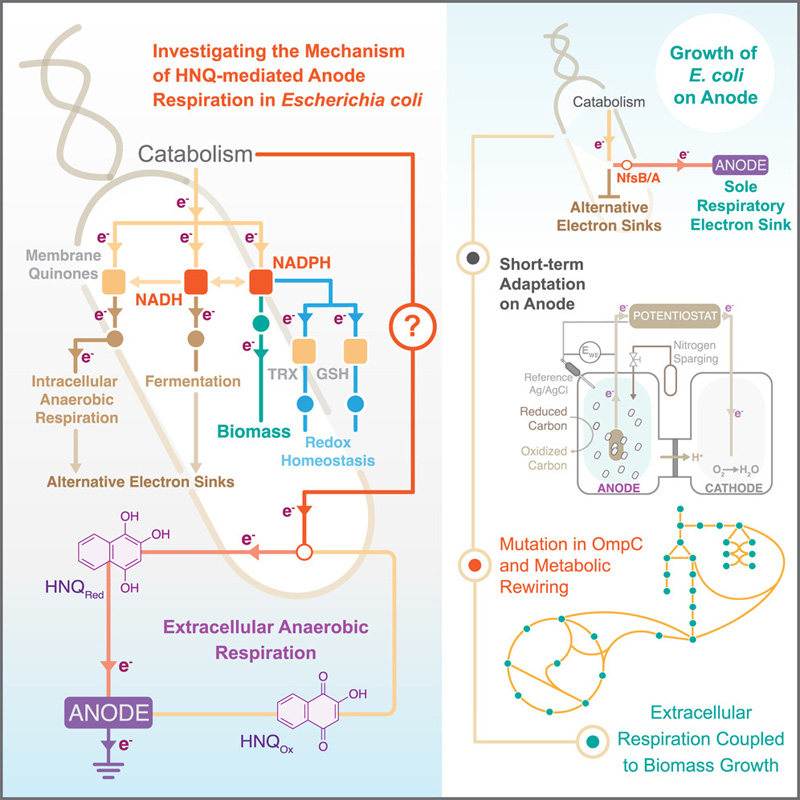 HNQ介導(dǎo)的大腸桿菌陽極呼吸機(jī)制的研究