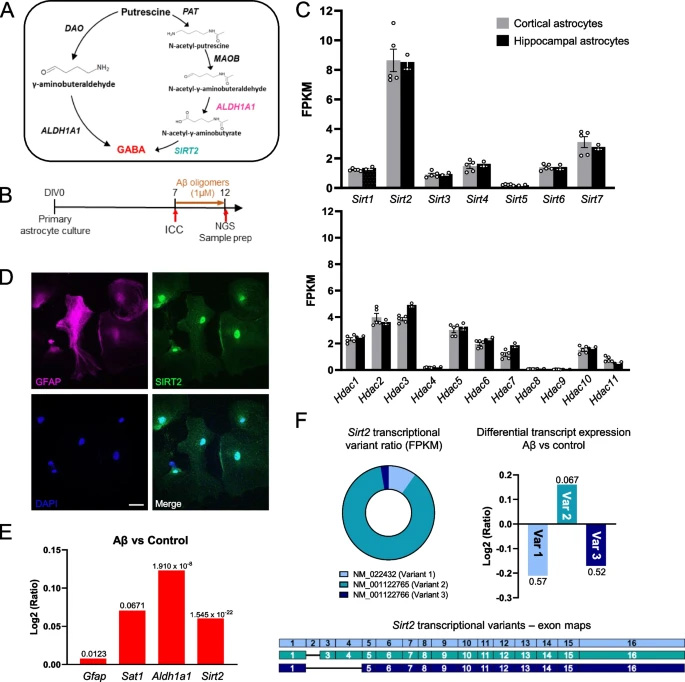 Sirt2在皮質(zhì)和海馬星形膠質(zhì)細(xì)胞中高度表達(dá)