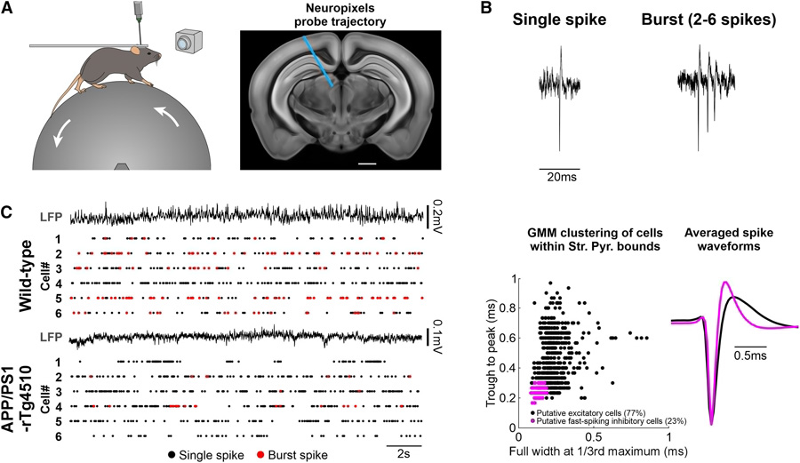  在同時表達β淀粉樣蛋白（Aβ）和tau病理的APP/PS1-rTg4510小鼠模型中存在簇狀放電受抑制現(xiàn)象