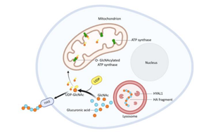 飯后血糖如何控？透明質(zhì)酸酶 -1的意外角色與糖尿病新希望