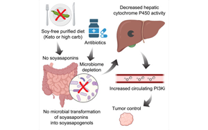 Cell：生酮飲食會影響抗癌藥物活性？最新研究指出腸道微生物組-膳食的相關(guān)癌癥影響
